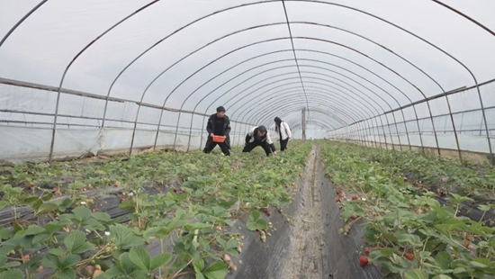 （供稿）貴州關嶺：新春打卡近郊遊 草莓園裏採摘樂_fororder_微信圖片_20230128134124