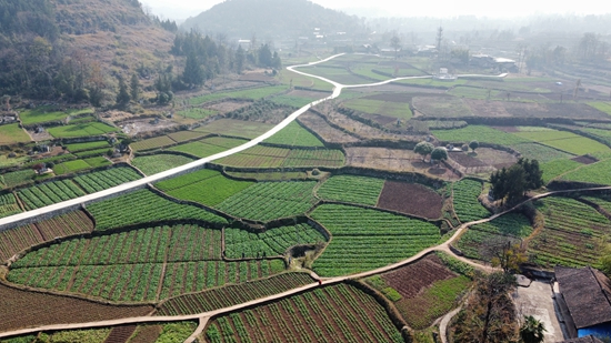 （供稿）貴州思南：農技人員助力冬季油菜管護_fororder_俯瞰板橋鎮油菜種植基地  張國民攝