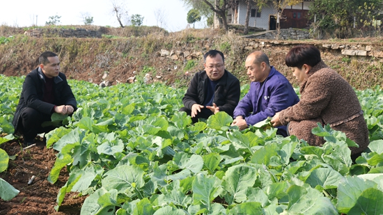 （供稿）貴州思南：農技人員助力冬季油菜管護_fororder_農技人員正在田間指導病蟲防治  張國民攝