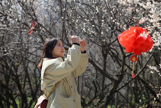 （供稿）萬畝花開 踏“梅”迎春 貴州荔波第十八屆梅花節開幕_fororder_遊客打卡梅原.JPG