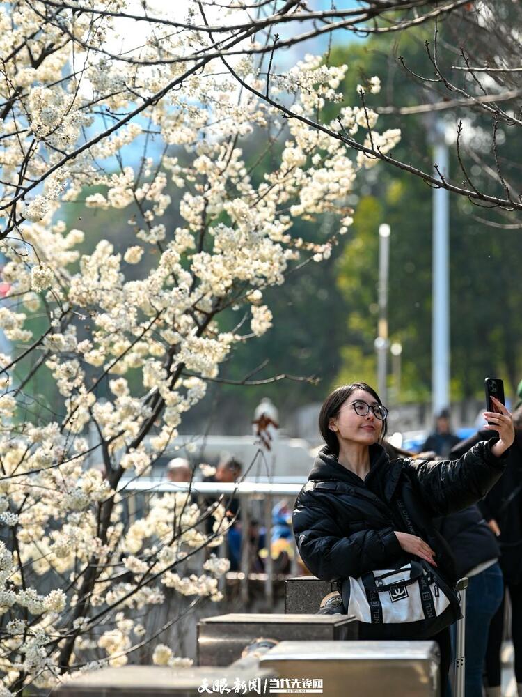 貴陽：莫道春來晚 賞花正當時