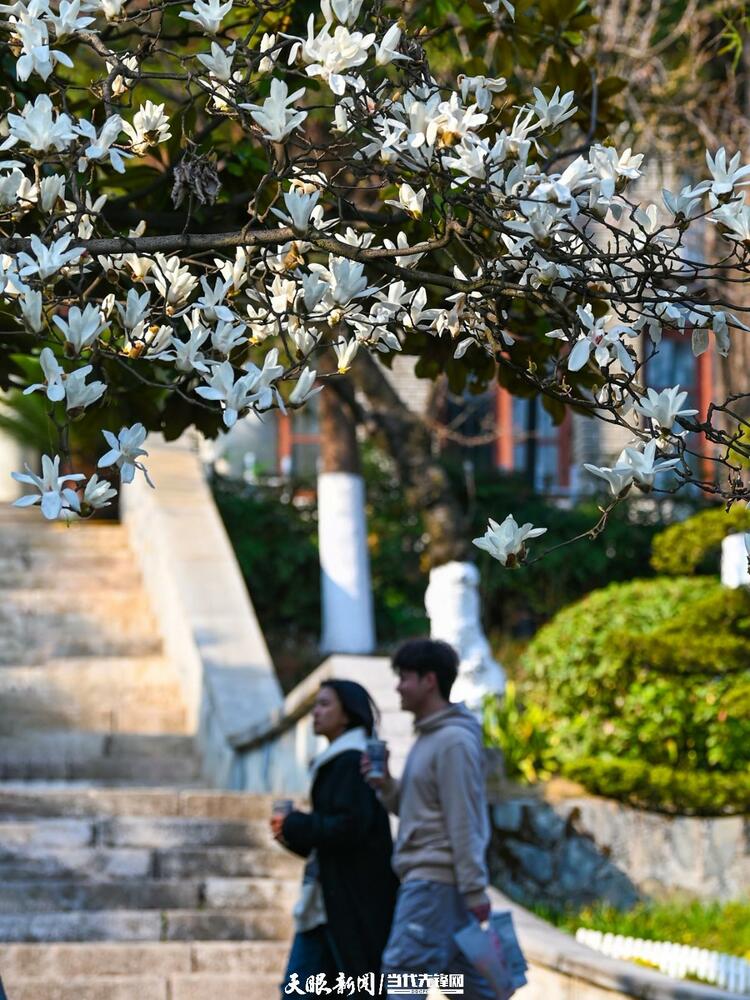 貴陽：莫道春來晚 賞花正當時