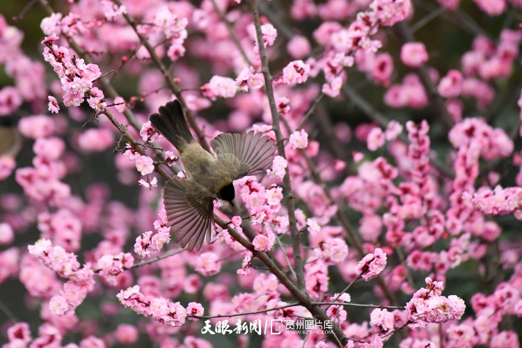 通往春天的路上 領略貴州最美風景線