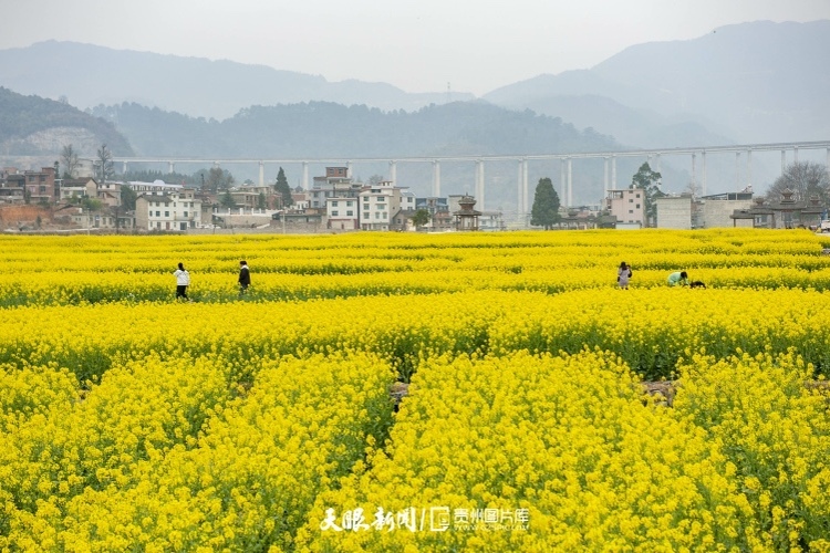 通往春天的路上 領略貴州最美風景線