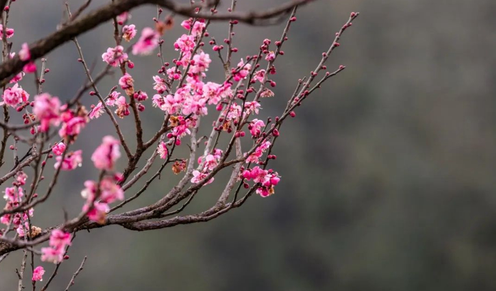 貴州鍾山：梅花綻放 踏春遊園正當時_fororder_微信圖片_20230208133457