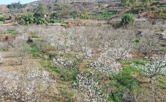 （供稿）貴州水城萬畝櫻桃花陸續綻放 吸引遊客打卡拍照_fororder_微信圖片_20230213123348