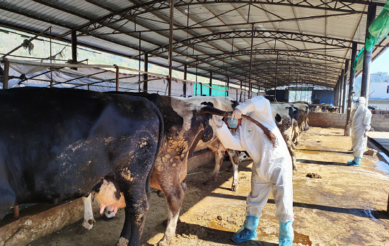 （供稿）貴州都勻：推動肉牛養殖産業健康發展_fororder_微信圖片_20230214113313