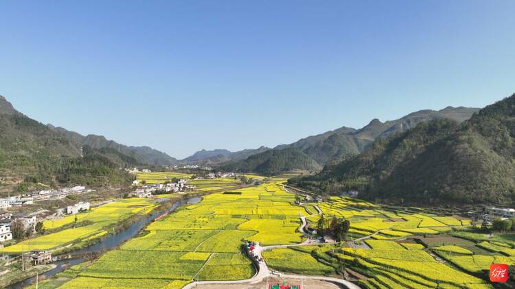 花期已至 麻江縣千畝油菜花田等你來耍