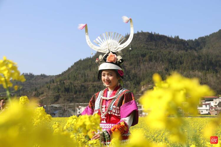 花期已至 麻江縣千畝油菜花田等你來耍