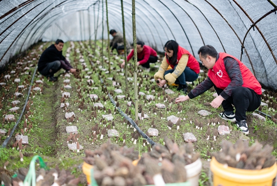 （供稿）貴州天柱：“跨村幫帶” 羊肚菌喜獲豐收_fororder_志願者和村民在天柱縣渡馬鎮江東村採摘羊肚菌。