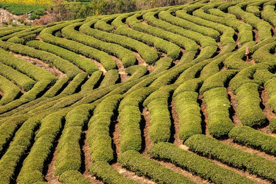 貴州獨山：加強茶園管護 促進茶葉品牌和文化不斷提升_fororder_IMG_6292