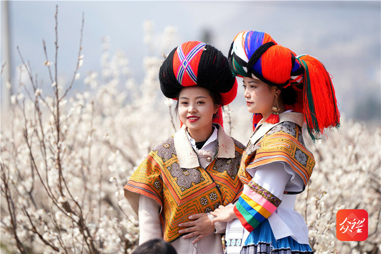 貴州納雍：萬畝櫻桃花開引客來 “花海經濟”帶火鄉村旅遊