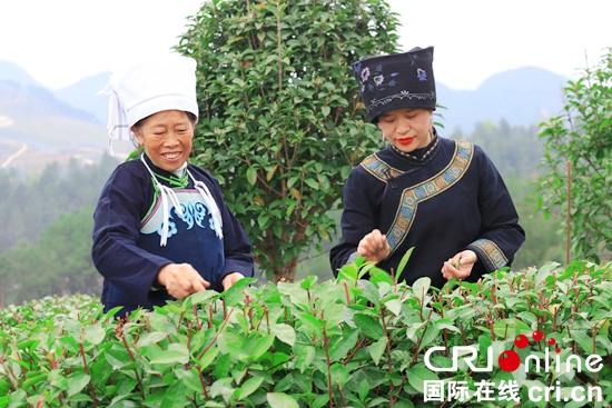 （原創）貴州平塘：持續做優茶産業 打造知名茶品牌_fororder_當地群眾在進行採茶體驗