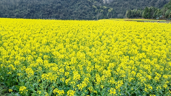 （供稿）貴州修文開展2023年“心花怒放·大美修文”賞花系列活動_fororder_微信圖片_20230314153422