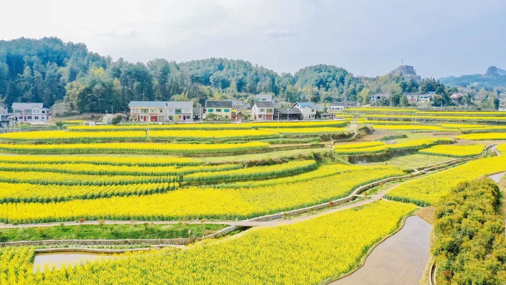 【多彩貴州•花漾中國】貴州遵義：“春日尋芳”踏青賞花好去處_fororder_微信圖片_20230315115030