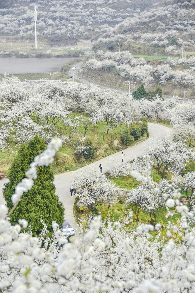 【多彩貴州•花漾中國】貴州遵義：“春日尋芳”踏青賞花好去處_fororder_微信圖片_20230315115113