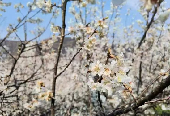 （供稿）貴州水城發耳鎮：共赴花季之約 共賞“春雪”之美_fororder_微信圖片_20230220103402