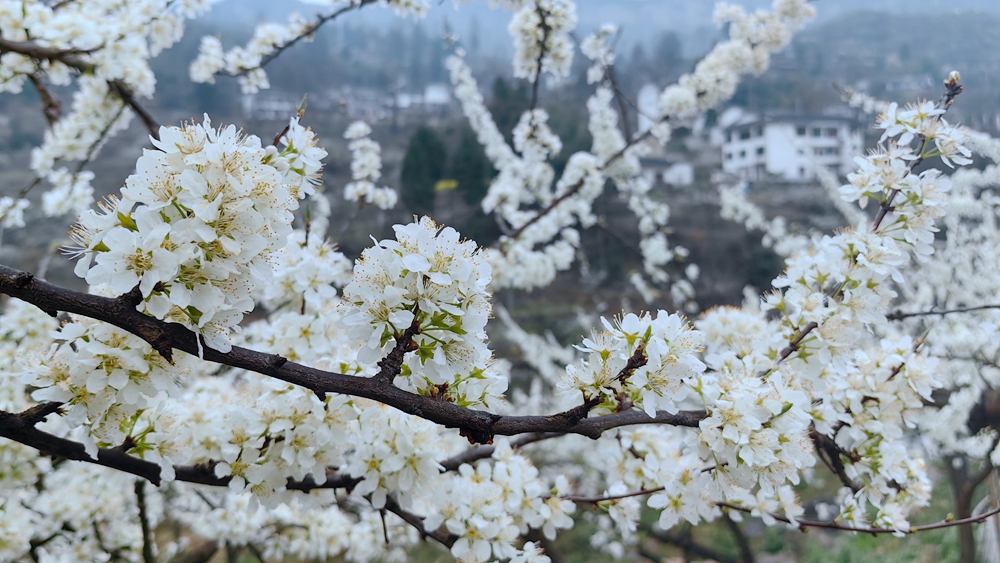 貴州修文蜈蚣橋村：千畝李花綻放如雪_fororder_微信圖片_20230316160949