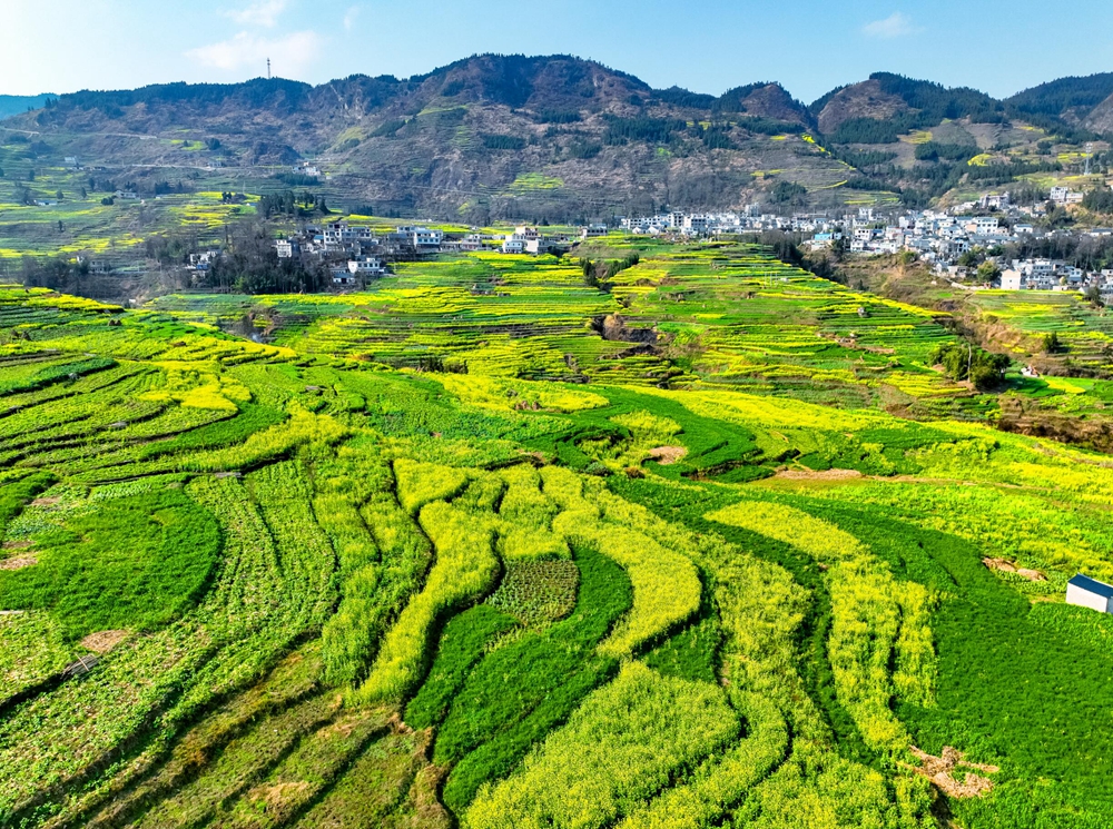 貴州盤州新民萬畝油菜花迎春綻放_fororder_肖本歸 攝影  (12)