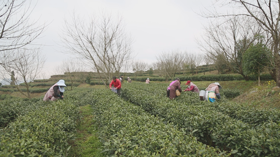 貴州平塘18.88萬畝春茶開採趕市_fororder_茶農採茶來 (1) (1)