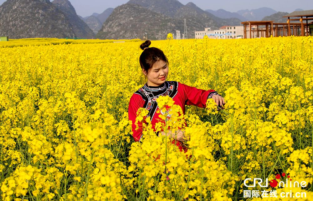 【多彩貴州·花漾中國】安順平壩：昊禹油菜花海春色美如畫_fororder_置身於花海中的布依族美女 攝影  楊展淩