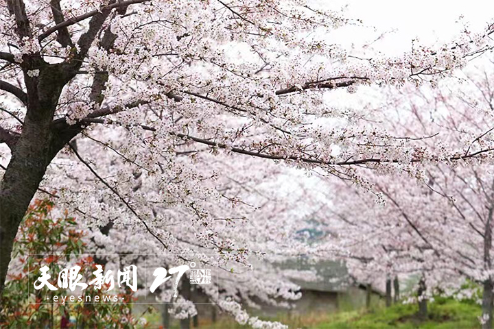 貴州旅遊市場加速復蘇