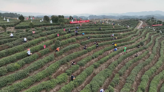 踏春出遊好時節 貴州平塘旅遊市場快速回暖_fororder_春茶第一壺採茶比賽