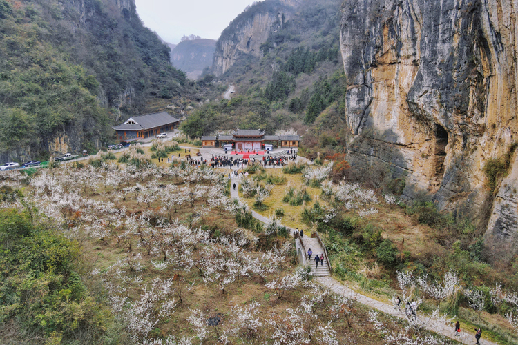 2023年“洞天福地·花海畢節”櫻桃花果季啟動儀式在畢節九洞天景區舉行