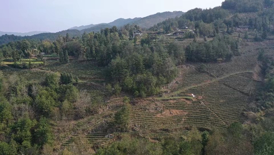 （供稿）貴州思南：孫家壩鎮萬畝春茶開採_fororder_茶基地（孫磊 攝）