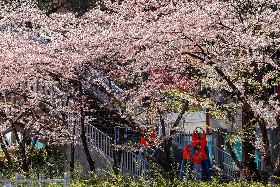 【多彩貴州·花漾中國】貴州鍾山：水城河邊櫻花盛開 邀你開啟浪漫之旅_fororder_7cdb460fed37e4d550a42a69e088f00