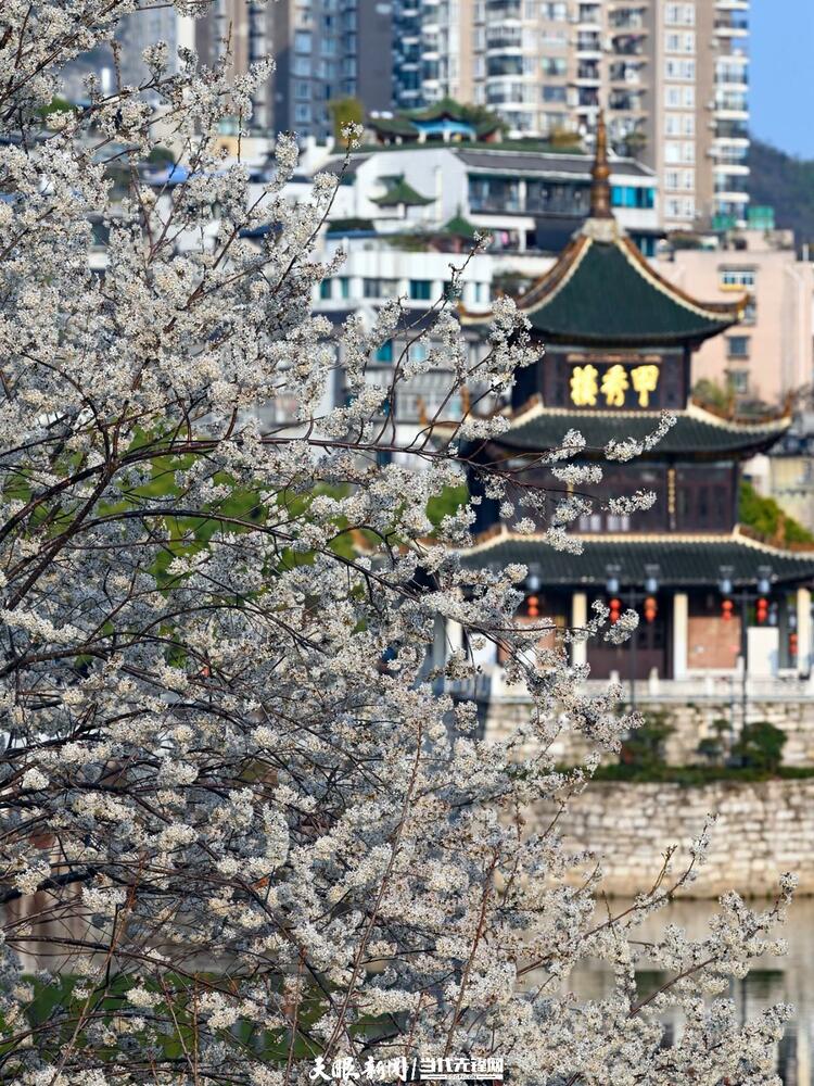 貴陽：莫道春來晚 賞花正當時