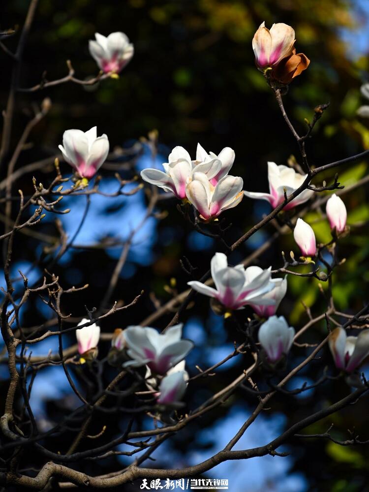 貴陽：莫道春來晚 賞花正當時