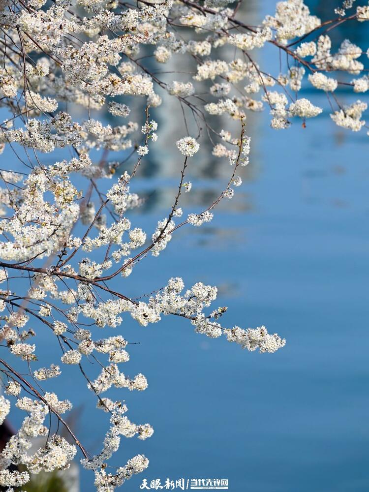 貴陽：莫道春來晚 賞花正當時