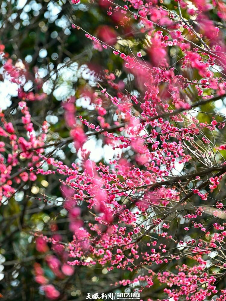 貴陽：莫道春來晚 賞花正當時