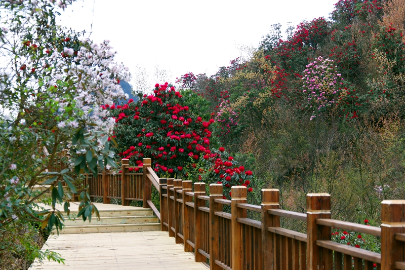 （供稿）春來登高賞杜鵑 貴州省六盤水鍾山區水城國家杜鵑公園3月25日開園_fororder_微信圖片_20230323145211