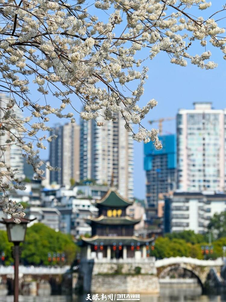 貴陽：莫道春來晚 賞花正當時