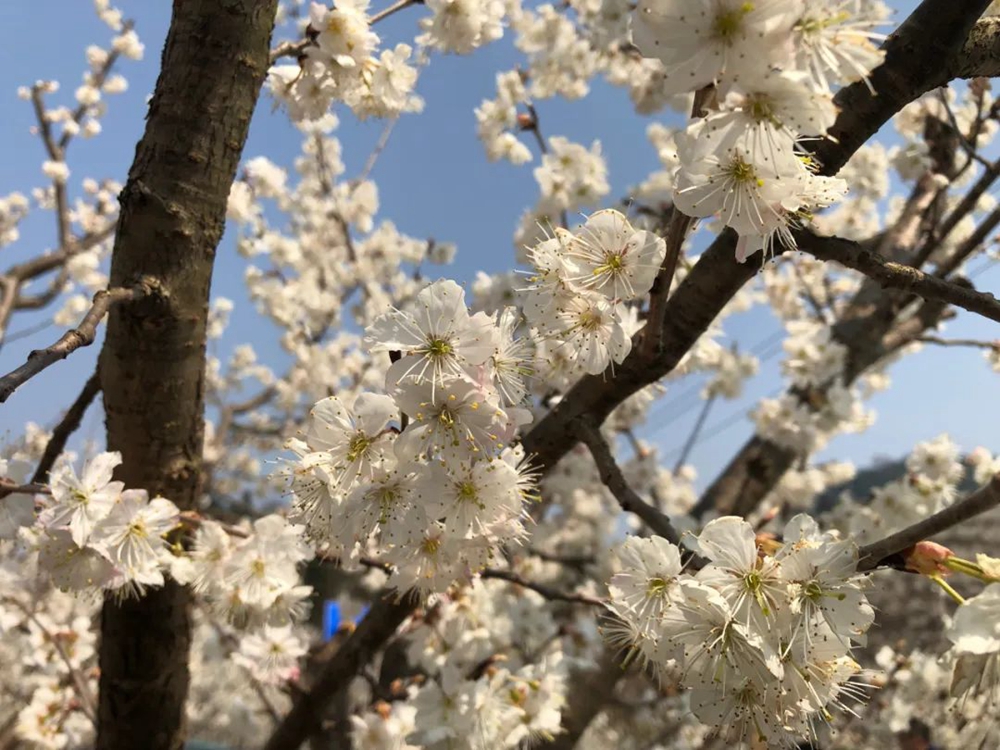 貴州畢節九洞天景區3萬畝櫻桃迎來盛花期_fororder_微信圖片_20230301141100