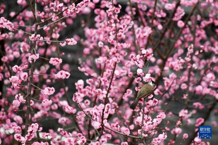 貴州：鳥語花香春光好