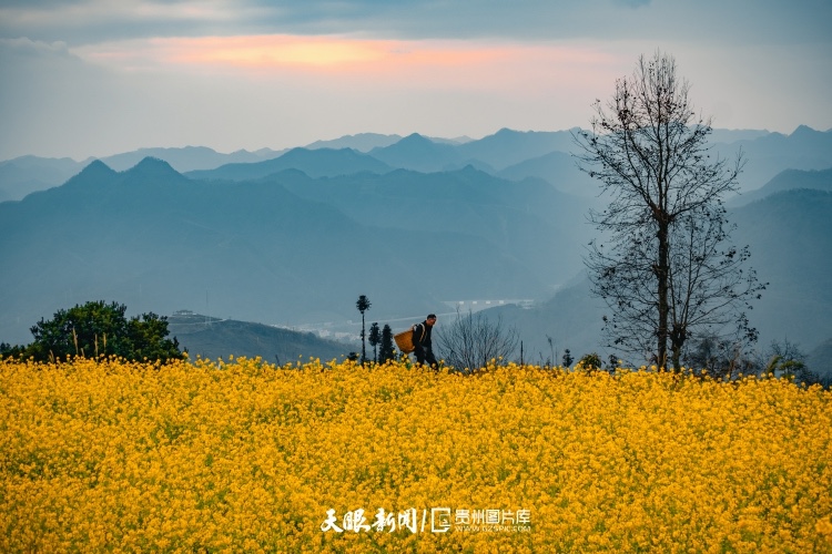 通往春天的路上 領略貴州最美風景線