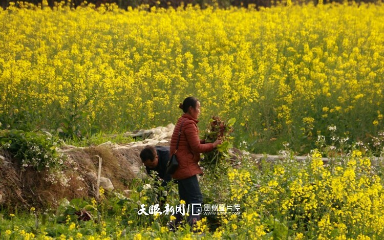 通往春天的路上 領略貴州最美風景線