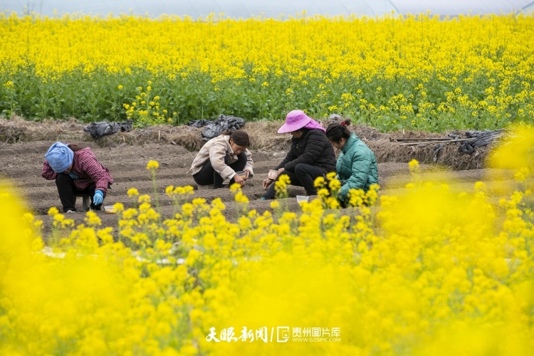 通往春天的路上 領略貴州最美風景線