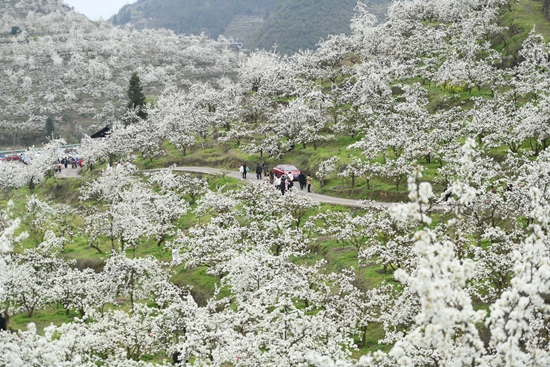 （供稿）貴州鎮遠：桃花梨花滿山開 千畝花海迎客來_fororder_2023年3月26日，遊客在鎮遠縣柏楊坪生態農業觀光園遊覽 （江春健 攝）.JPG