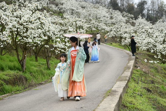 （供稿）貴州鎮遠：桃花梨花滿山開 千畝花海迎客來_fororder_2023年3月26日，遊客在鎮遠縣柏楊坪生態農業觀光園遊覽（江春健  攝）.JPG