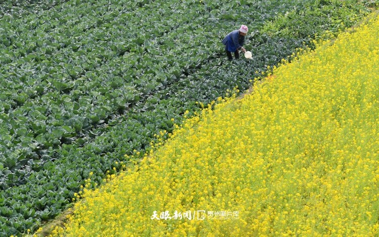 通往春天的路上 領略貴州最美風景線