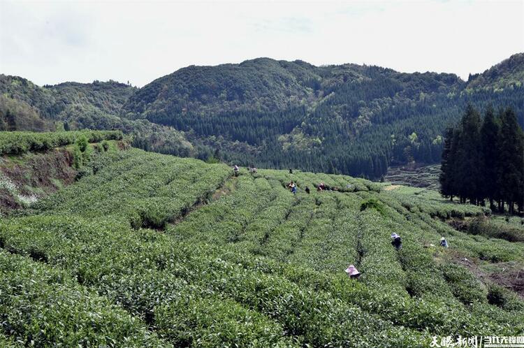 六盤水市水城區：一葉春茶綠 一業鄉村興