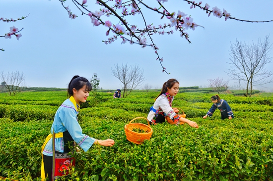 （原創）“貴州春茶第一壺”開採品鑒活動將於3月10日在平塘舉行_fororder_採茶--岑龍武