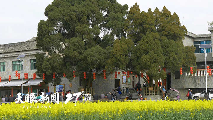 貴州：春風吹暖旅遊業 春遊帶火“花經濟”