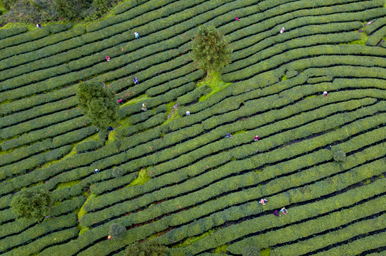 貴州鳳岡：乾淨的黔茶答卷