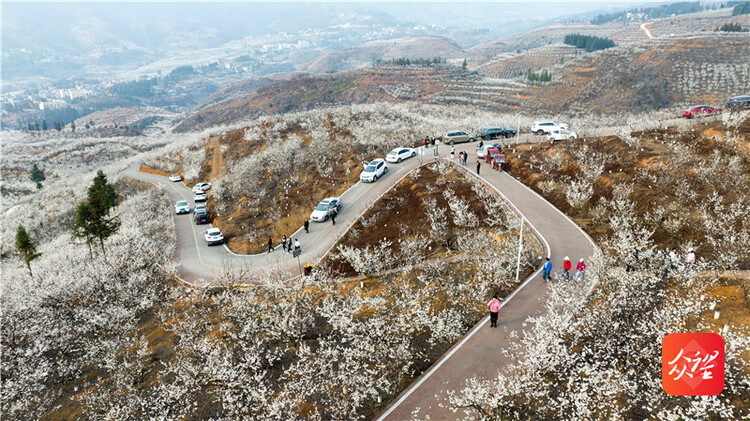 貴州納雍：萬畝櫻桃花開引客來 “花海經濟”帶火鄉村旅遊