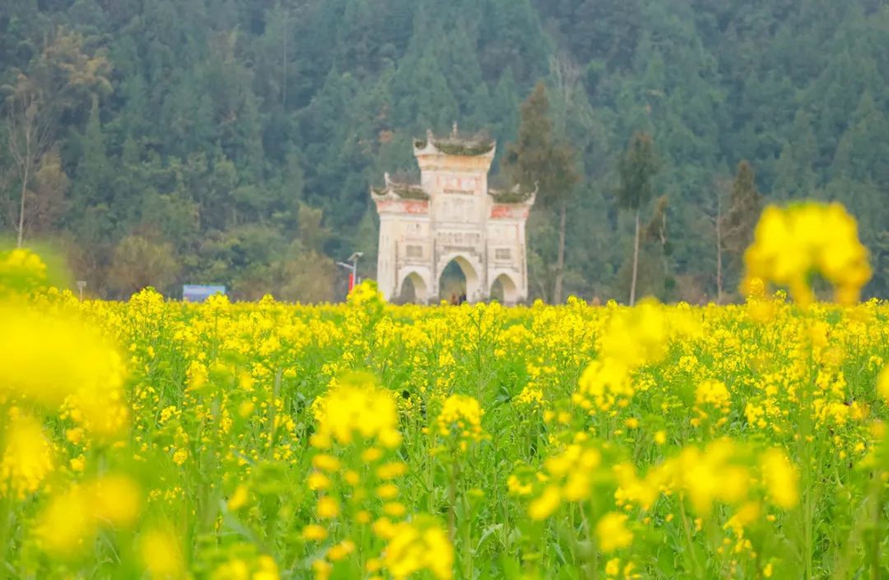 【多彩貴州•花漾中國】貴州遵義：“春日尋芳”踏青賞花好去處_fororder_微信圖片_20230315115203